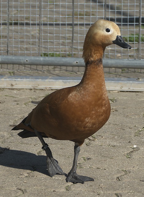 室的